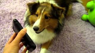 Mia the dog talks on the phone