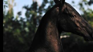 Самая красивая лошадь в мире(Чемпион мира 2010 г. по красоте., 2011-08-24T00:06:52.000Z)