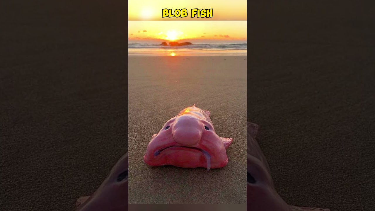 Most ugliest animals in the world 🌎 