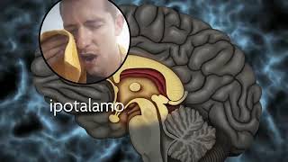 The human brain screenshot 4
