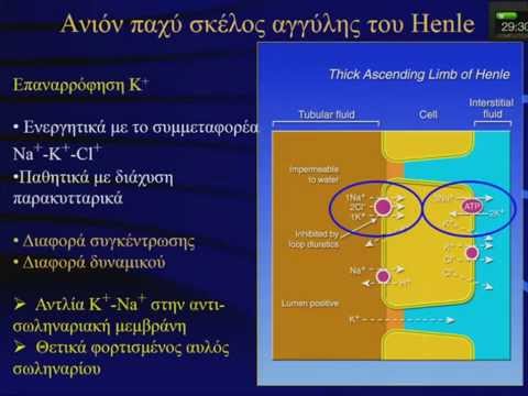 Βίντεο: Ποια είναι τα ιόντα στη μεγαλύτερη συγκέντρωση στο εξωκυττάριο υγρό;