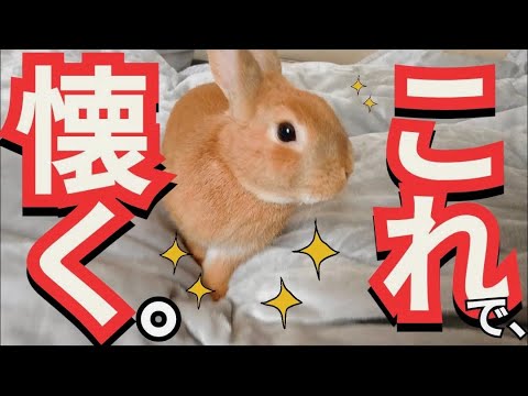 How to raise a tame rabbit] Owners who want their rabbits to be
