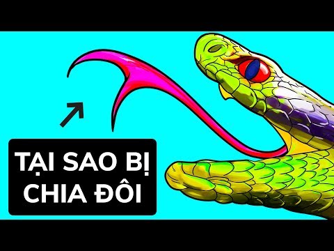 Video: Tại Sao Rắn Lại Dùng Lưỡi?