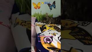 พักผ่อนกายา😻🐯🥰