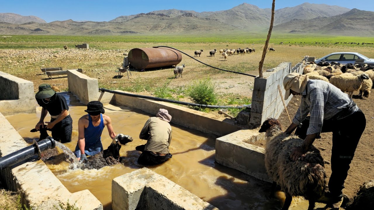 Ancient Nomad Secrets | How Iranian Shepherds Wash and Clean Sheep Naturally