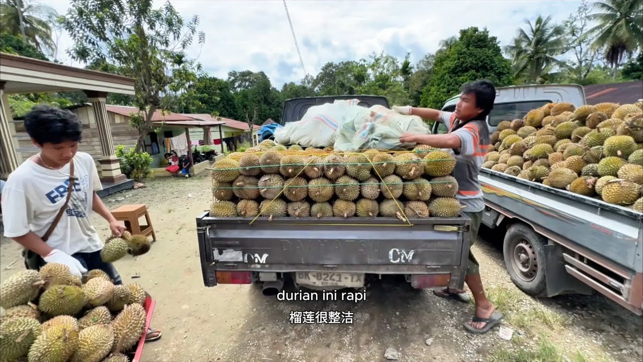 ORANG CHINA  DATANG KE DESA CARI DURIAN