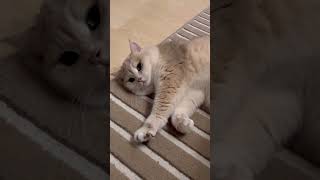 Sevimli Kedi Video