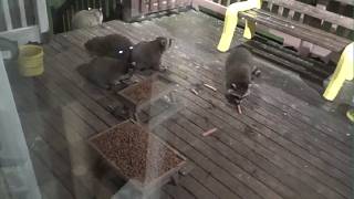 THREE BABY RACCOONS ON TUESDAY