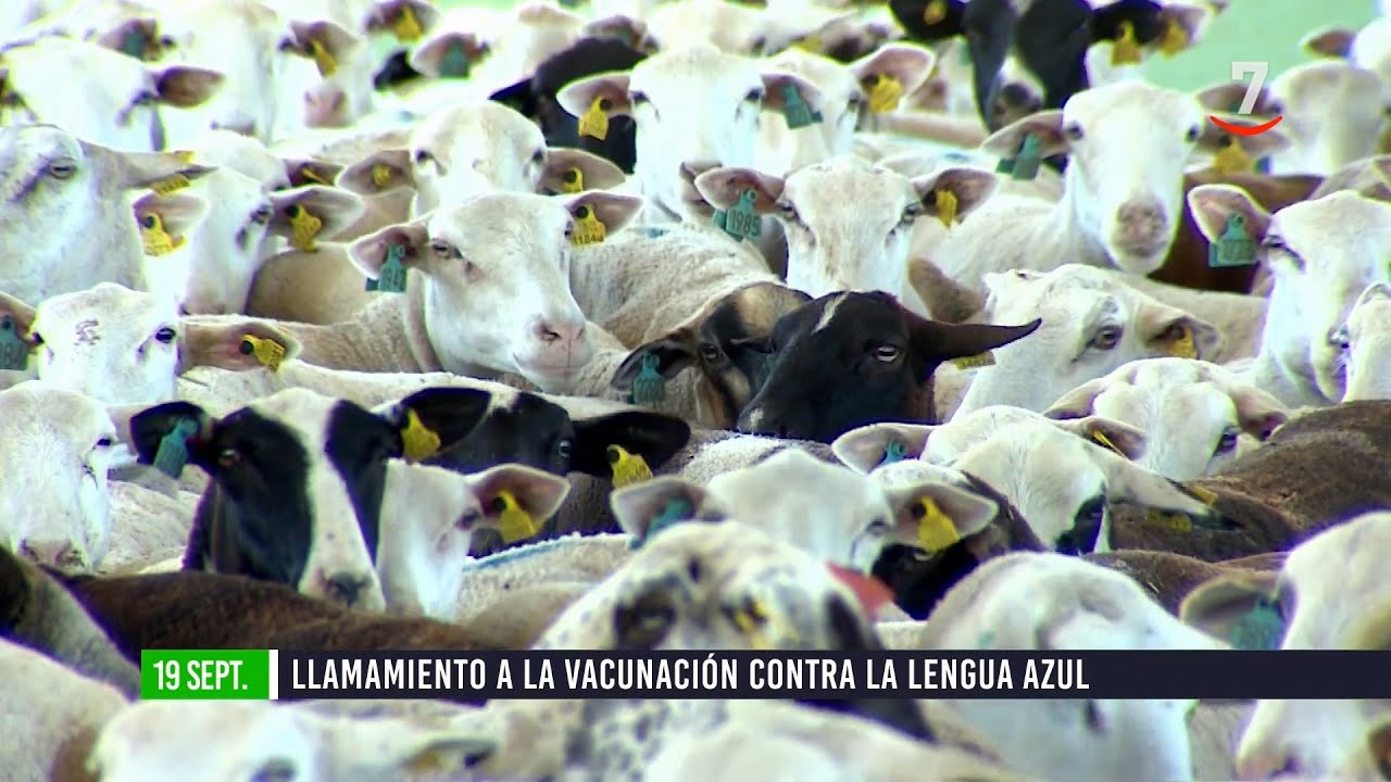 Flash El campo al día (19/09/2025): Llamamiento a la vacunación contra la lengua azul