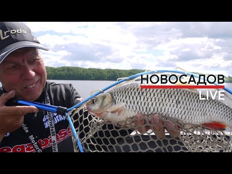 #НовосадовЛайв. Особенности ловли голавля на большой воде!