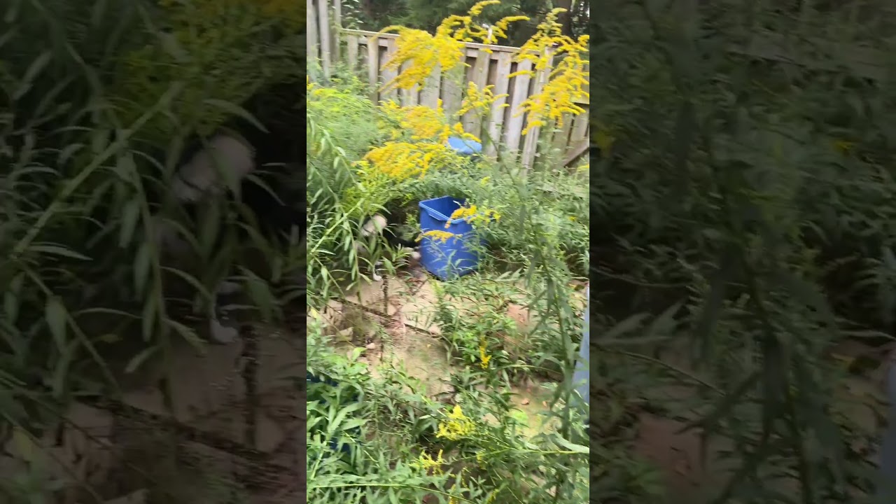 Backyard Glow-Up Before → After ✨