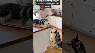 Same Animal Same Color Cake Experiment 🧪🎂 #animals #cute #cuteanimals #reaction #shorts #cake