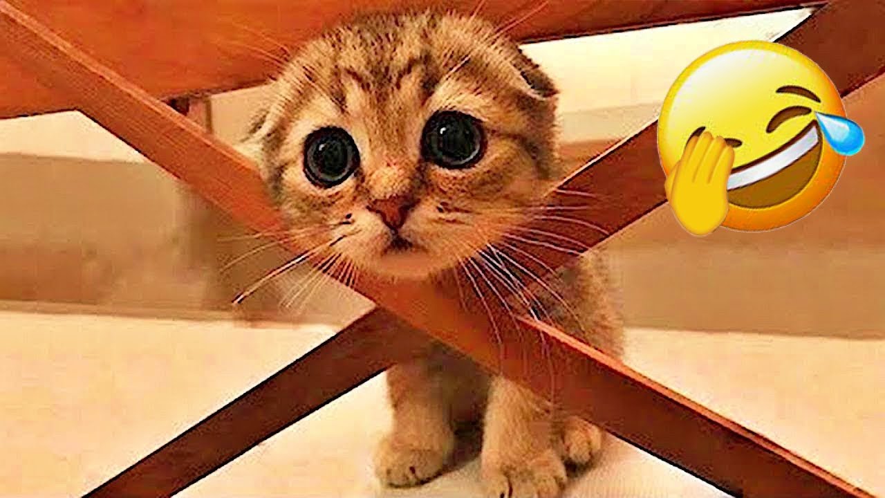 You Laugh You Lose😺🐶Funniest Dogs and Cats 2026😺🐶