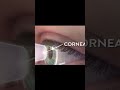 Human Eye Kaise Kaam Karti Hai? | Aap Aankhon Se Nahi Brain Se Dekhte Ho