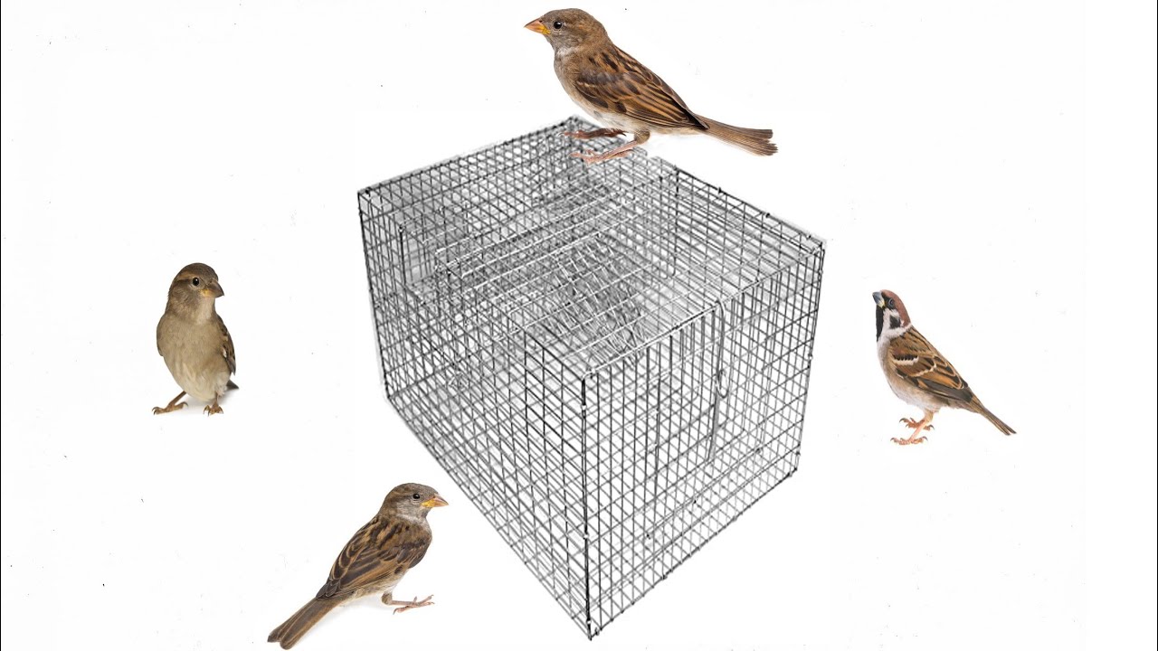 Лучшая многоцелевая ловушка