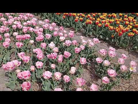 Noordwijk Hut Tulip feld, Netherlands/ Holland????????