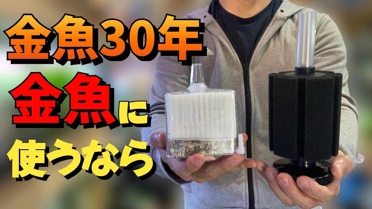 金魚飼育に使うならこっち、初心者の方やこれから金魚を始める方にお勧めろ過フィルターは！水作エイト、GEXロカボーイ、スポンジフィルター、金魚飼育歴30年間。