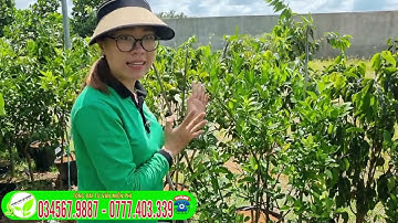 Quýt đường Trồng Chậu Cây đang sẵn trái nhiều TẠI TRUNG TÂM CÂY GIỐNG