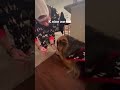 Arya the German Shepard gets her teeth brushed