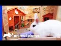 Incredible Bunny Beach House Completely Transforms This Backyard | Animal Cribs