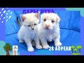 28.4 - Дары Неба - 2021/Школа Ангелов/Лена Воронова