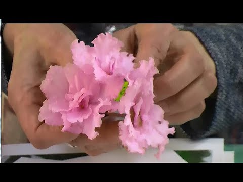 Video: Миниатюралык Сенполийлердин өзгөчөлүктөрү