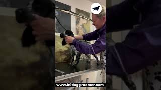 Wriggly Cocker Spaniel puppy dog grooming by Rebecca Goutorbe 203 views 11 months ago 1 minute, 47 seconds