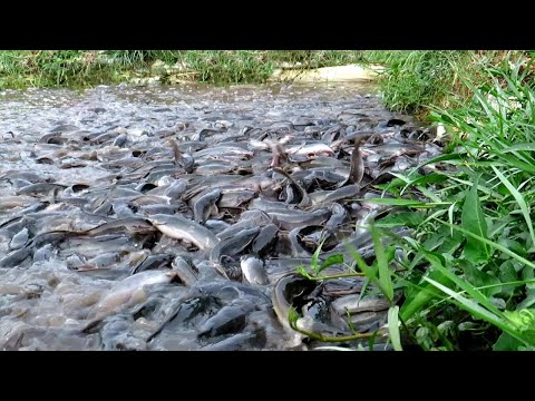 KELEBIHAN TERNAK LELE KOLAM TANAH DIBANDING KOLAM TERPAL/BETON 