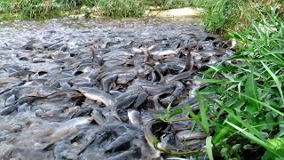 ADVANTAGES OF CATFISH FARMING IN GROUND POND COMPARED TO TARPAULIN/CONCRETE POND
