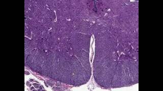 Shotgun Histology Spinal Cord