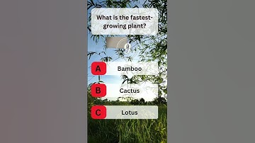 USA Quiz Challenge: Test Your Knowledge With This Question #usaquiz #funquiz #brainteaser #usafacts