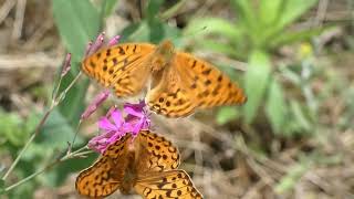 Two Males of High Brown Fritillary Butterfly Peacefully Visit Same Flowers Together for Nectar by sigma1920HD 24 views 2 weeks ago 1 minute, 13 seconds