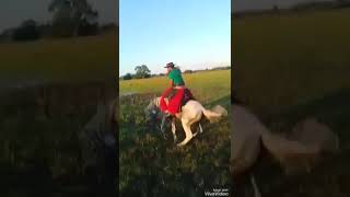 Cavalo Pulando Cavalo Pulando