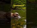 வாத்து மூக்கு… ஆனால் இது ஒரு பாலூட்டி! 🦆 | Platypus Facts