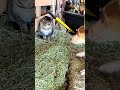 Don’t touch barn cats, pupper #cutedog