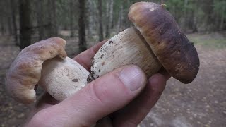 ДЕЛАЙТЕ ДОБРО и ОНО ВЕРНЁТСЯ! ЛЕС ОТБЛАГОДАРИЛ БЕЛЫМИ ГРИБАМИ! Forest and porcini mushrooms!