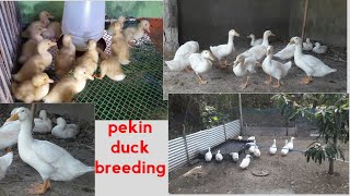 backyard pekin duck breeding (by: tito nenad tv)