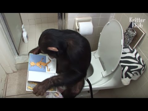 OLI bei den Schimpansen | OLI's Wilde Welt | SWR Kindernetz