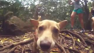 "Pet Friendly" Cabins in Gatlinburg and Pigeon Forge, TN - Heartland Cabin Rentals