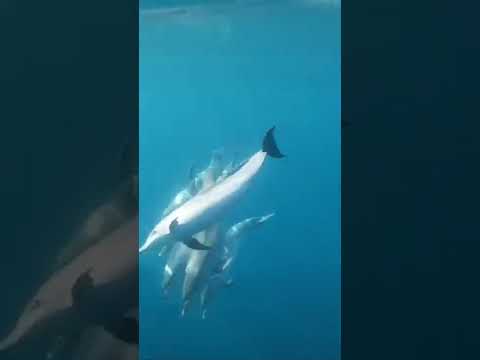 Beautiful dolphins in