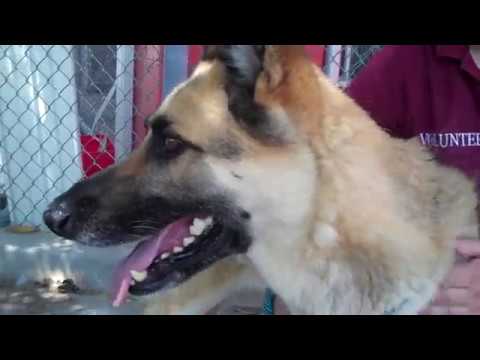 a4792726-dempsey-|-german-shepherd