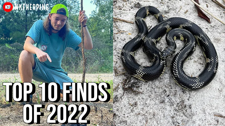 Top 10 Finds of My 2022 Herping Season!