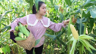 Harvest Yellow Corns From Grandma Back Yard For My Recipes - Cooking With Sreypov