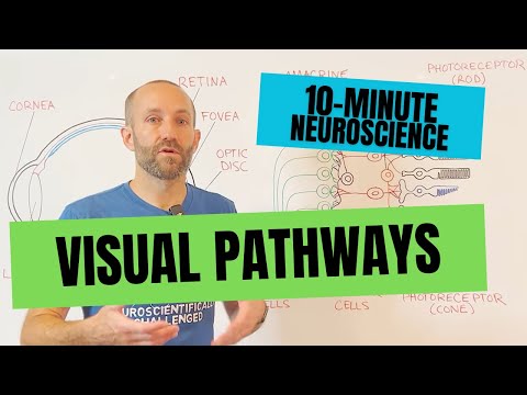 Video: Når neuronal pathways decussate betyder det, at de?