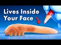 Everything you didnt know about organisms living inside you