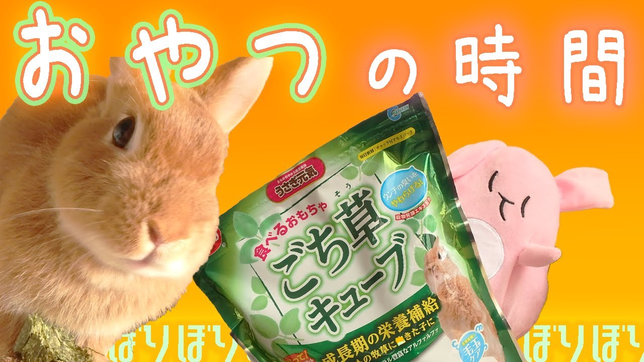 うさぎのオヤツ アルファルファキューブ 食べ続けてた Youtube