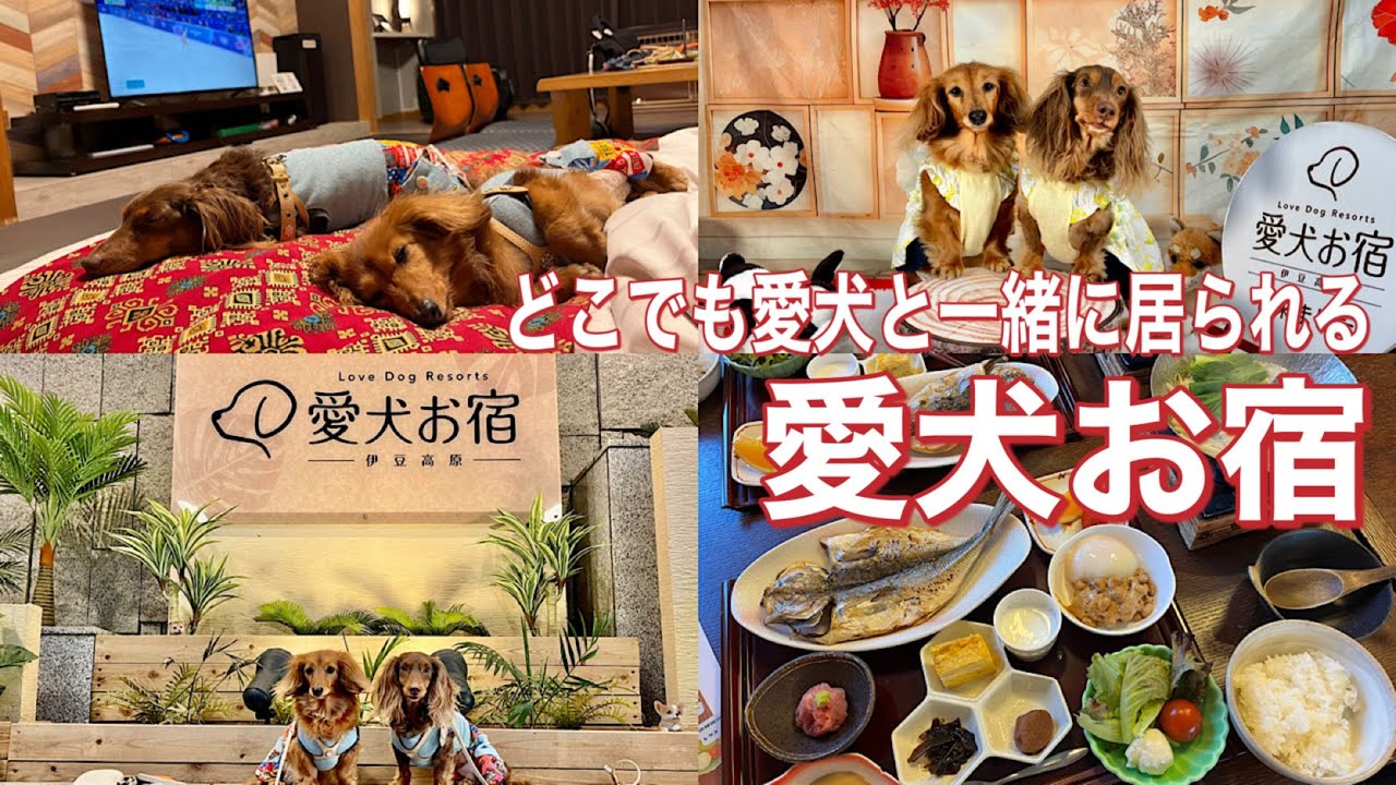 「犬連れ伊豆の旅〜お宿編〜」愛犬お宿