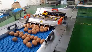 BG Ovopacker PX40 Pro Egg Packing Machine (Farm Packer)