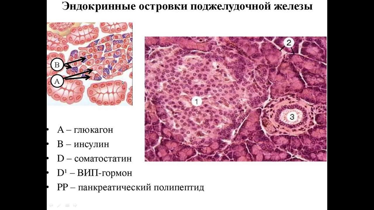 Лекция "Пищеварительная система (печень, поджелудочная железа)" (30.10.2021, 16:10)