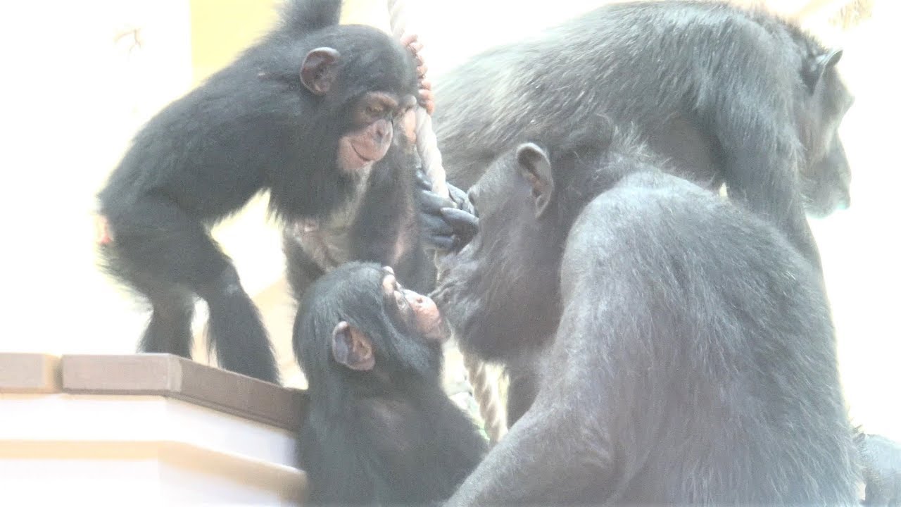 Chimpanzee Family Is Close Cute Twin Sisters Ryu Riki チンパンジー 家族はなかよし かわいい双子姉妹 リュウ リキ 34 Youtube